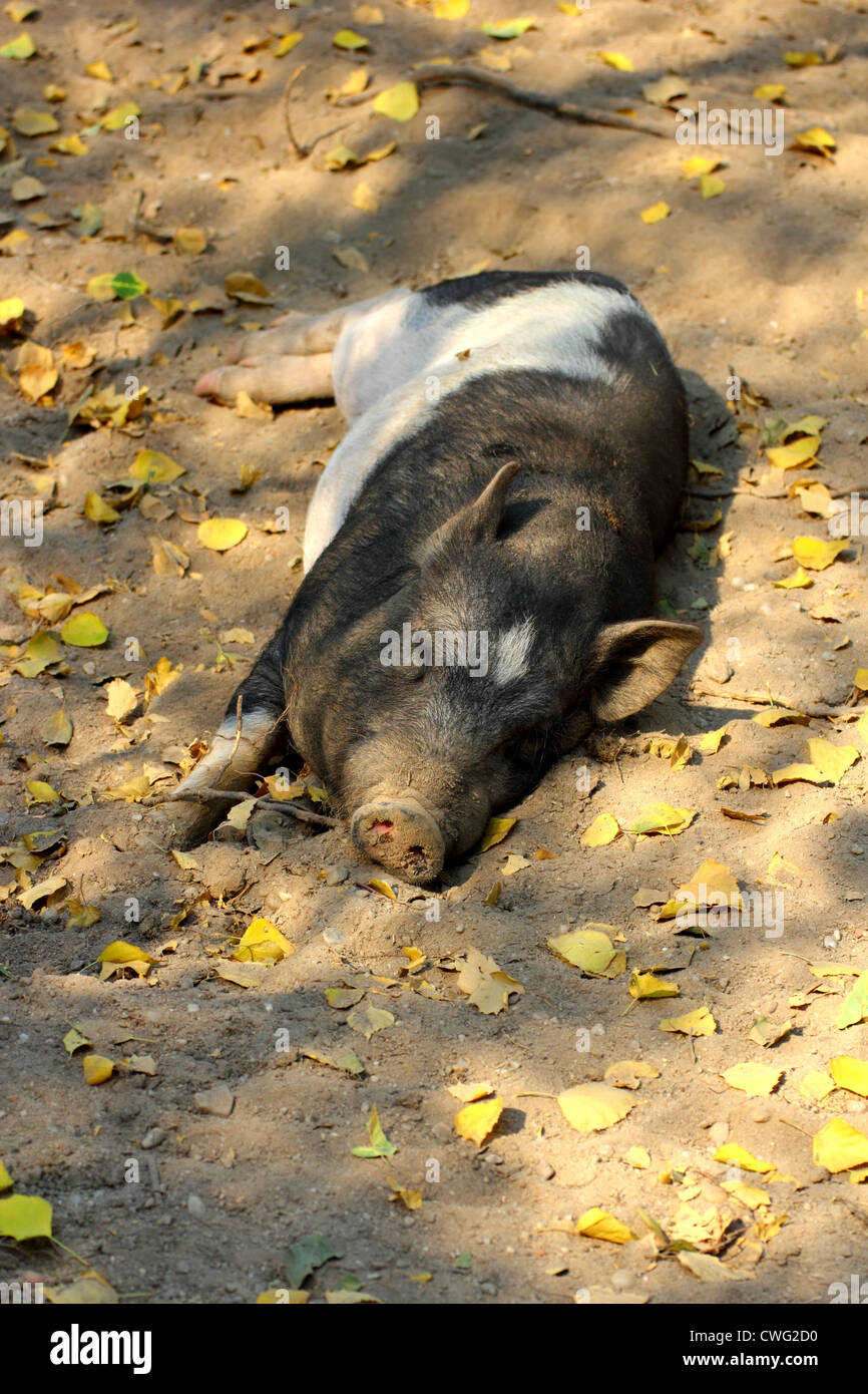 lazy pig sleeping in the shade of some trees Stock Photo