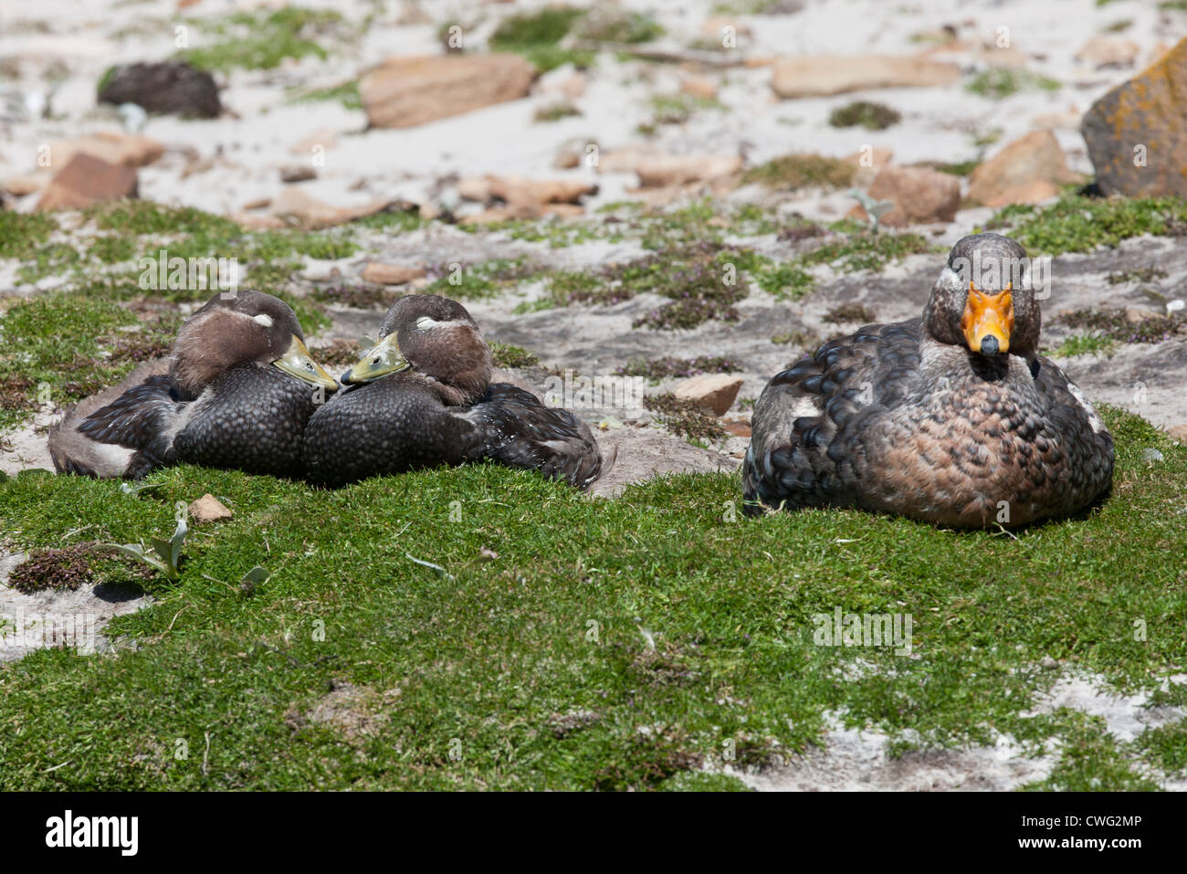 Falkland Steamer-Duck (Tachyeres brachypterus), female with two chicks resting on Saunders Island in the Falklands. Stock Photo