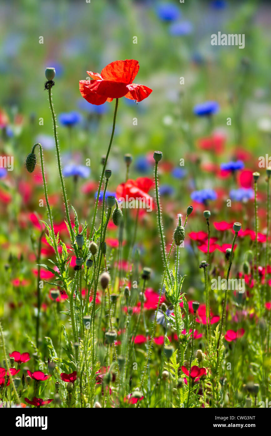 Poppy in the filed of wildflowers Stock Photo