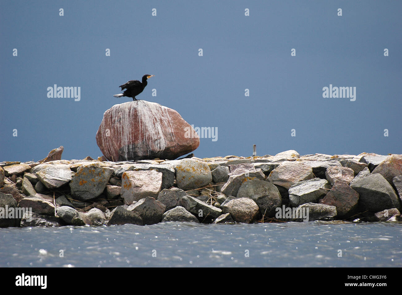 cormorant (Phalacrocorax carbo) on big stone at seaside Stock Photo