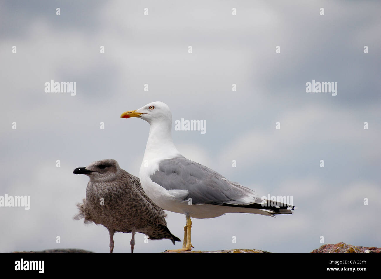 young seagull (Larus Ridibundus) with adult standing on rocks at seaside Stock Photo
