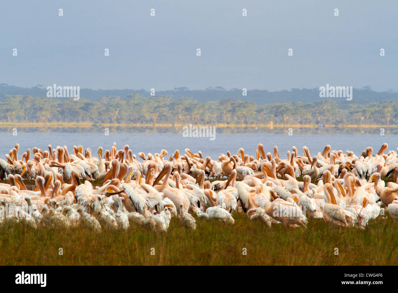 Pelicans at Lake Nakuru Kenya Africa Stock Photo