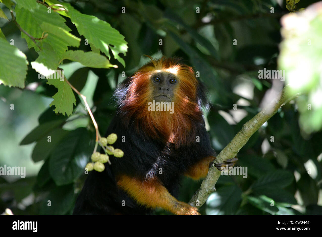 Golden-Headed Lion Tamarin Stock Photo