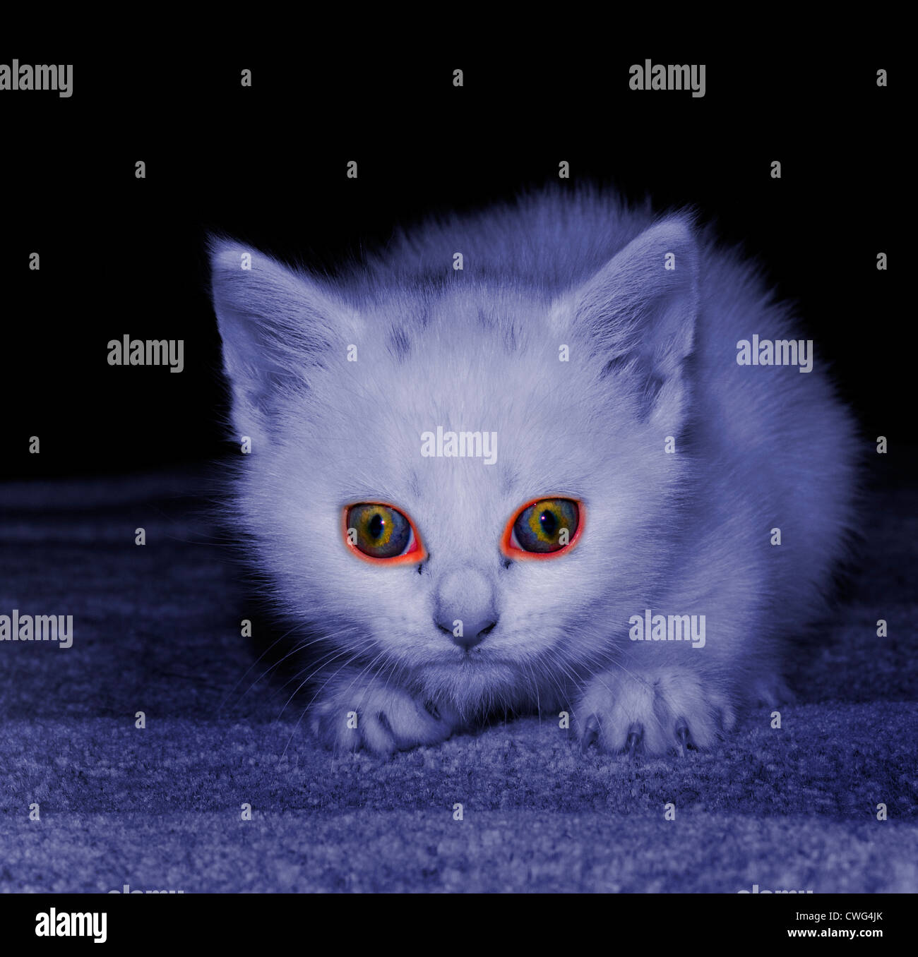 A blue wash image of a kitten which has highly saturated evil looking