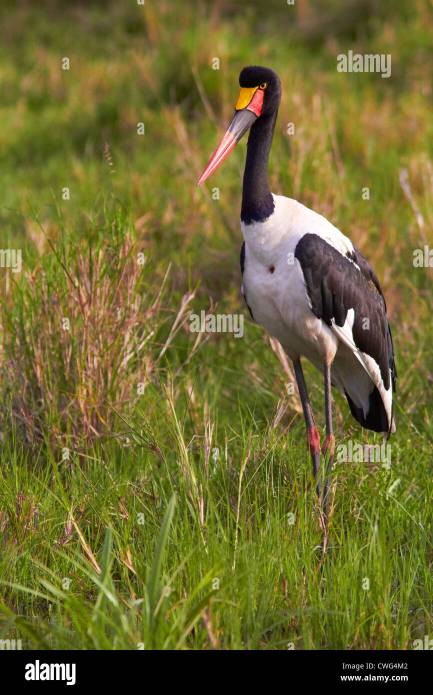 Saddle-billed stork on Lake Nakuru, Kenya, Africa Stock Photo