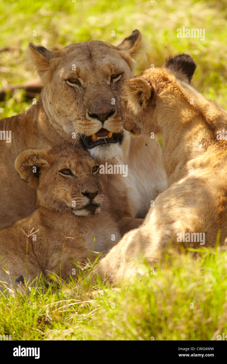 Female lion with cubs Stock Photo