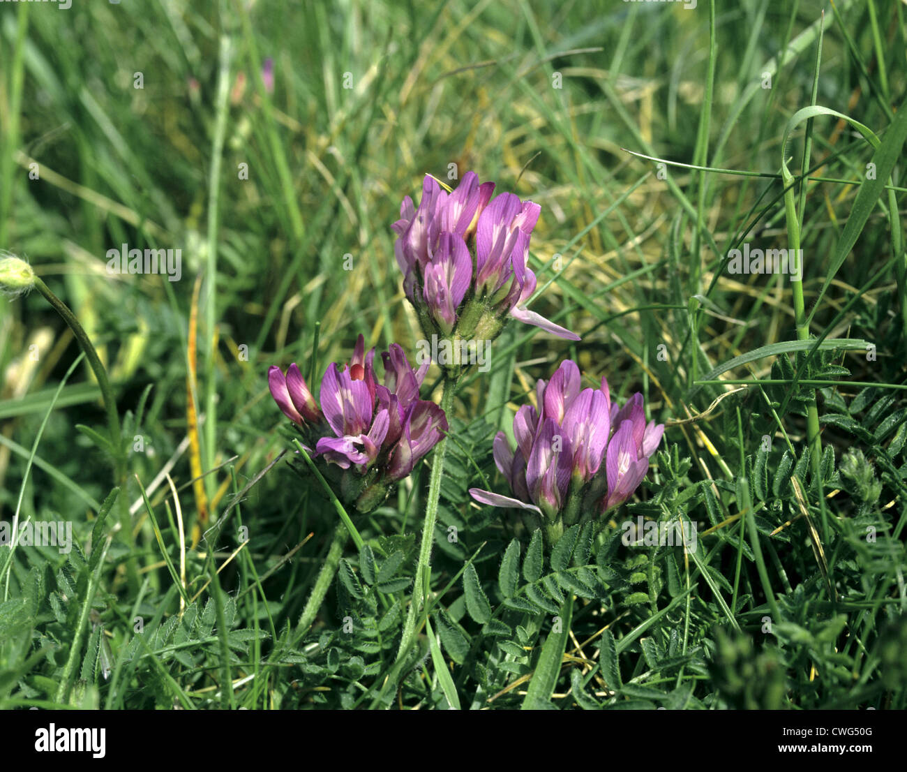 PURPLE MILKVETCH Astragalus danicus (Fabaceae Stock Photo Alamy