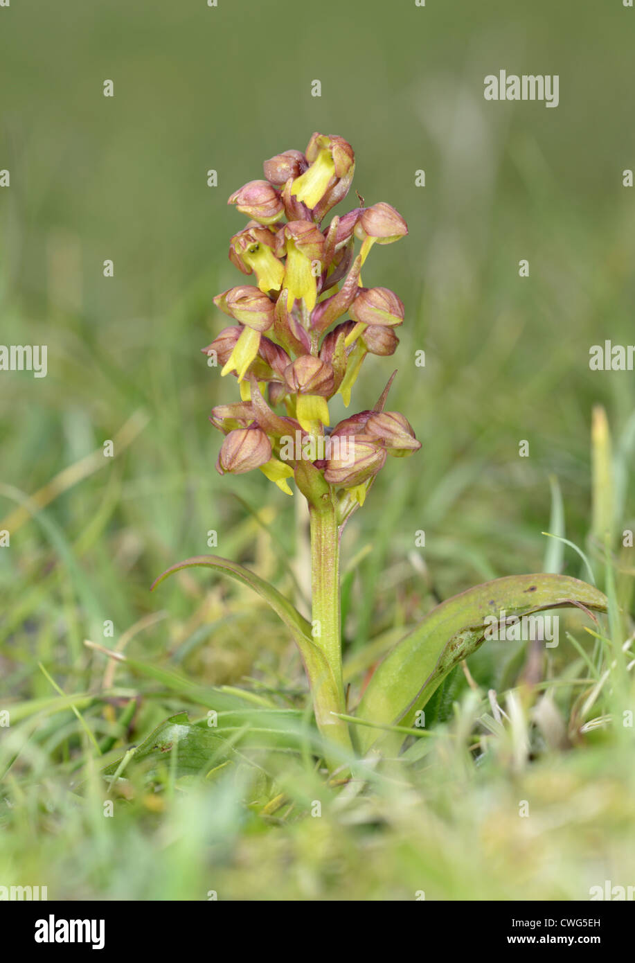 FROG ORCHID Dacylorhiza viridis (Orchidaceae) Stock Photo