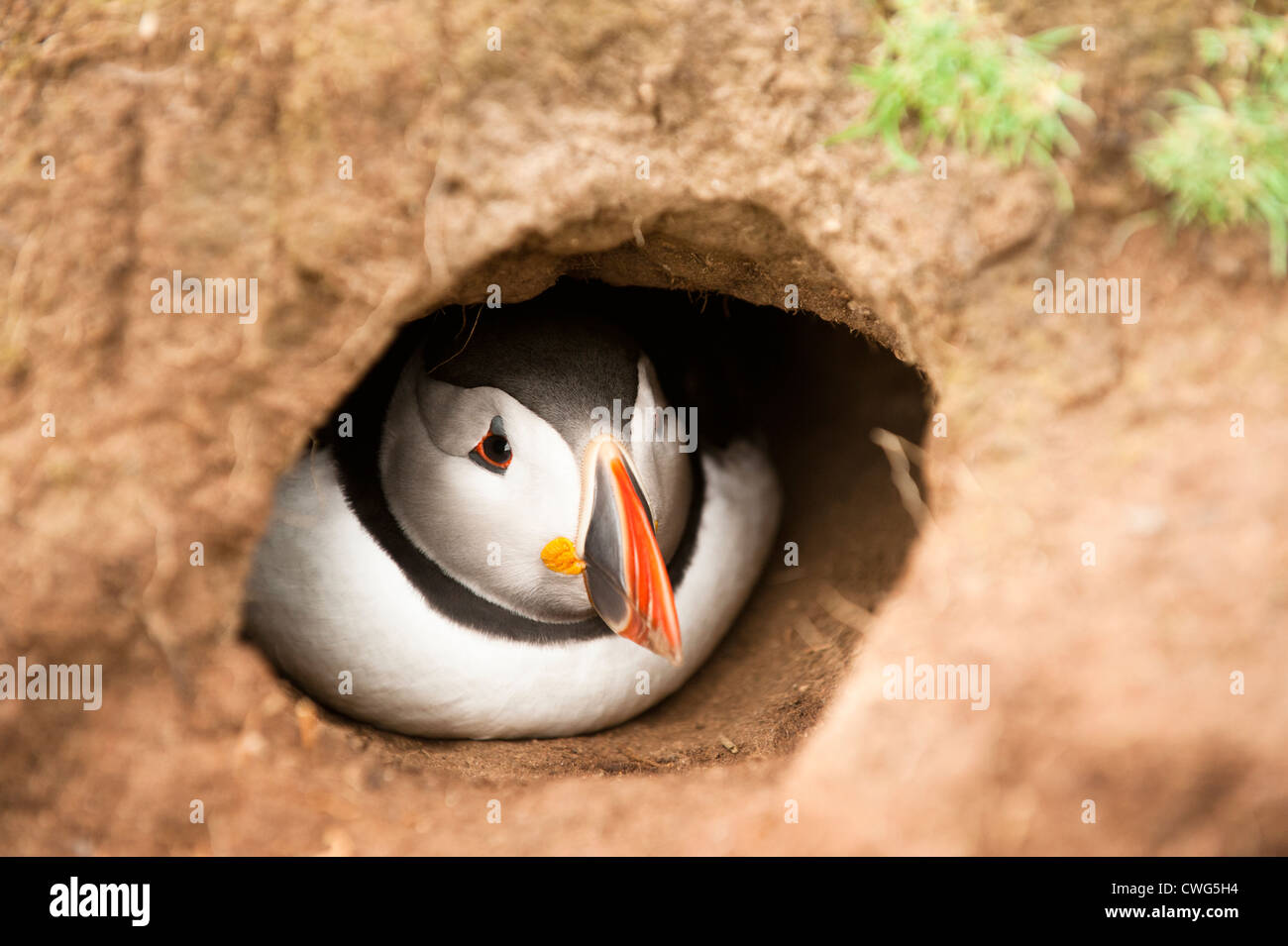 Puffin, Fratercula arctica, in a burrow on Skomer Island, South Wales Stock Photo