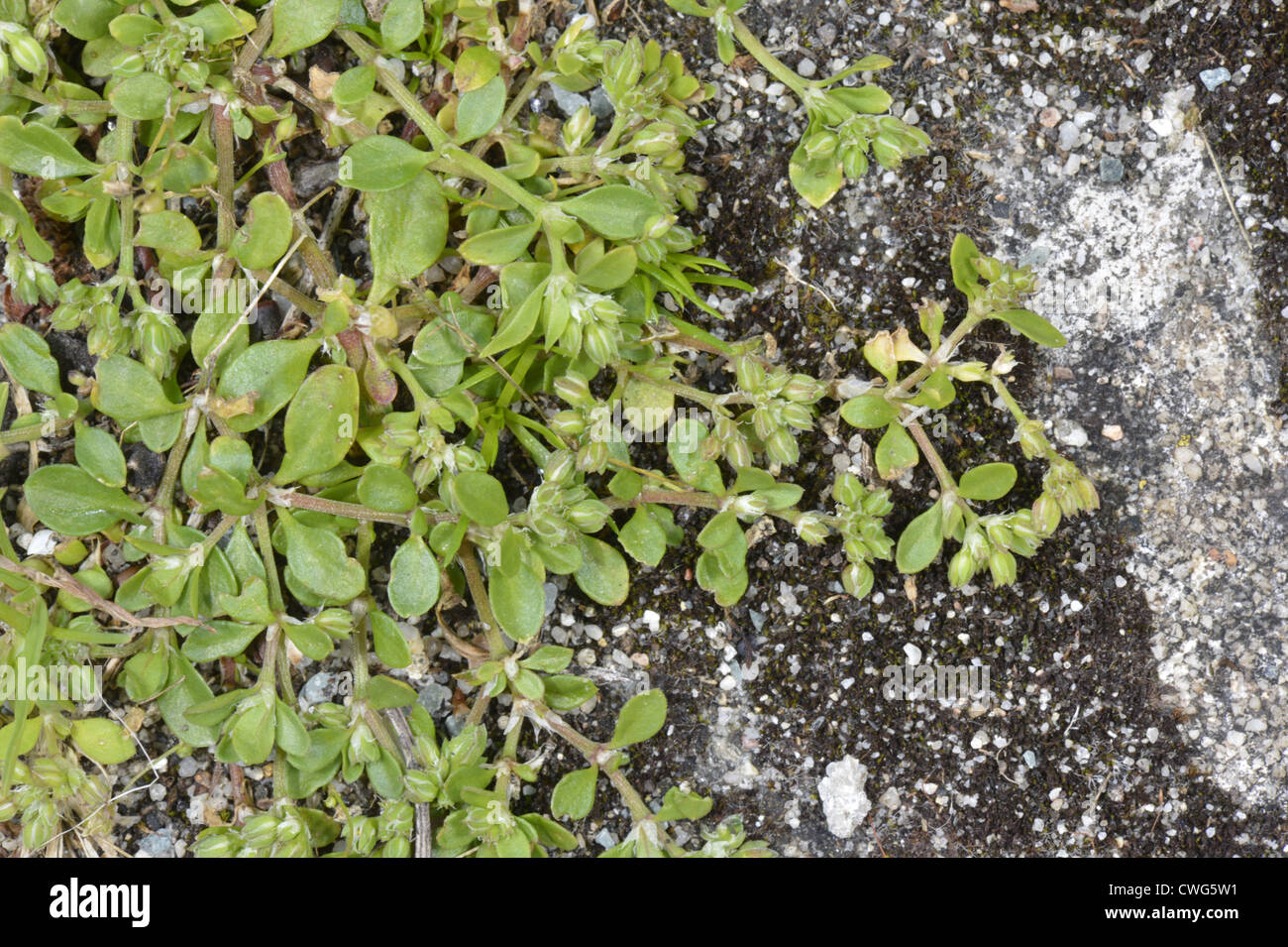 Four-leaved Allseed Polycarpon tetraphyllum Stock Photo