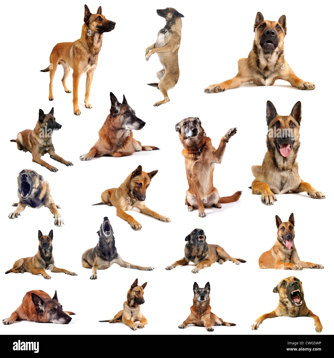 composite picture with purebred belgian sheepdgog malinois on a white background Stock Photo