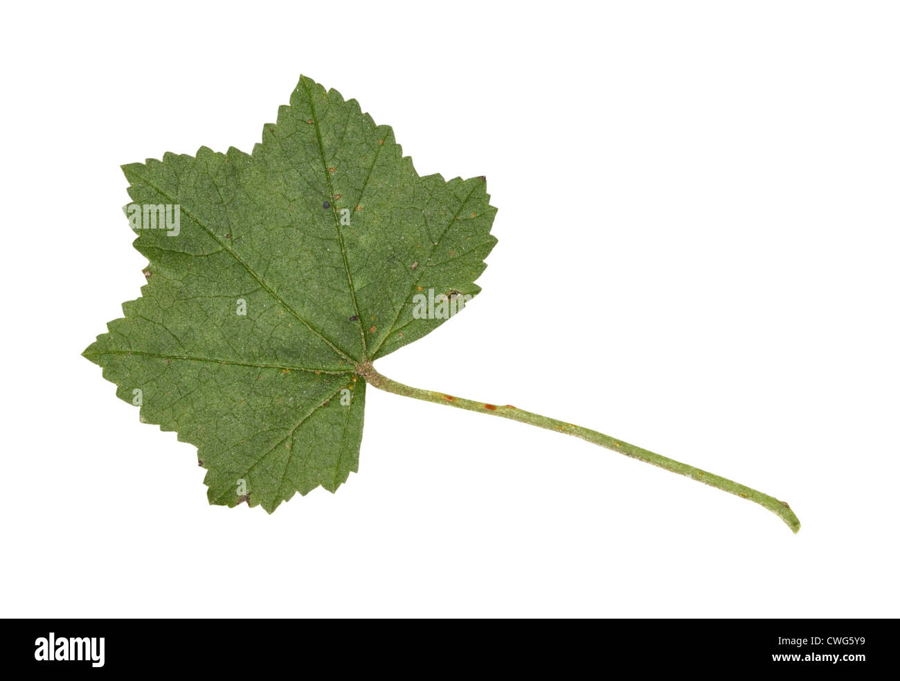 SMALLER TREE-MALLOW (CRETAN MALLOW) Lavatera cretica (Malvaceae) Stock Photo