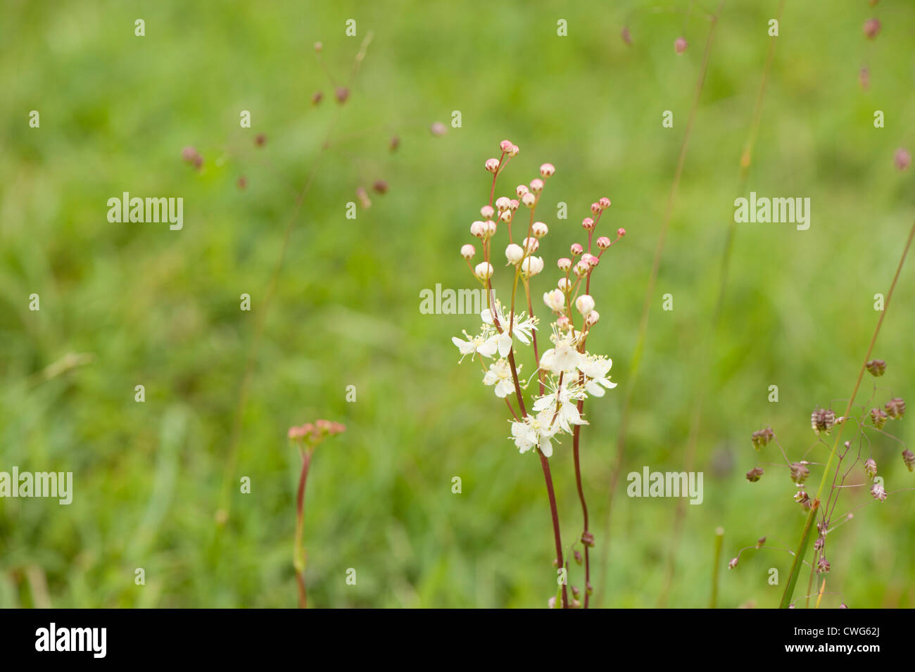 Dropwort, Filipendula vulgaris Stock Photo