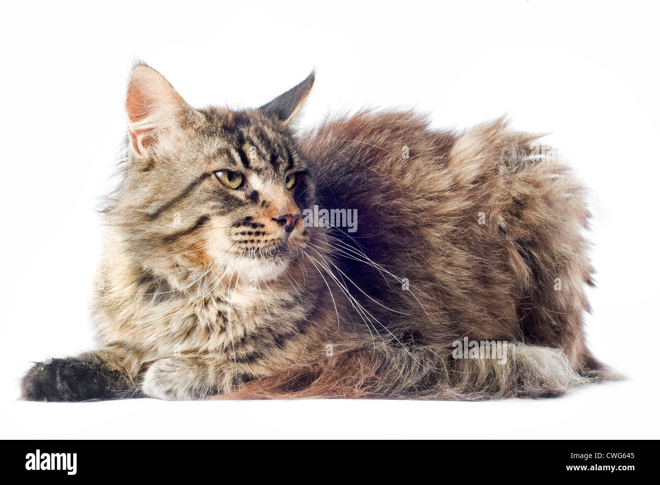 portrait of a purebred maine coon cat on a white background Stock Photo ...