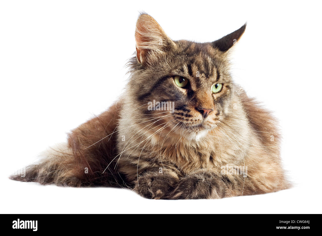 portrait of a purebred maine coon cat on a white background Stock Photo ...