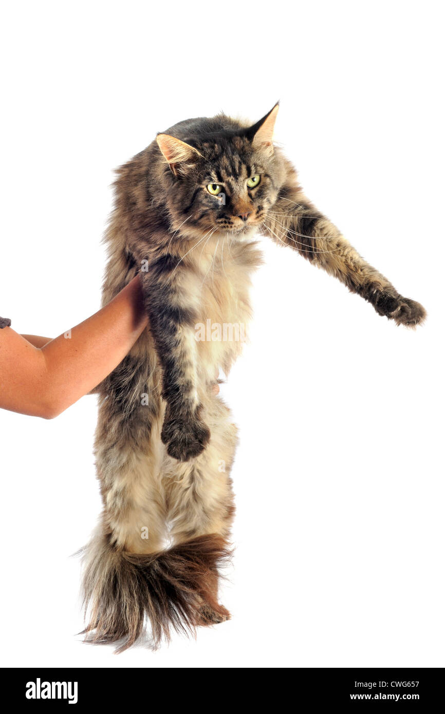portrait of a purebred maine coon cat on a white background Stock Photo ...