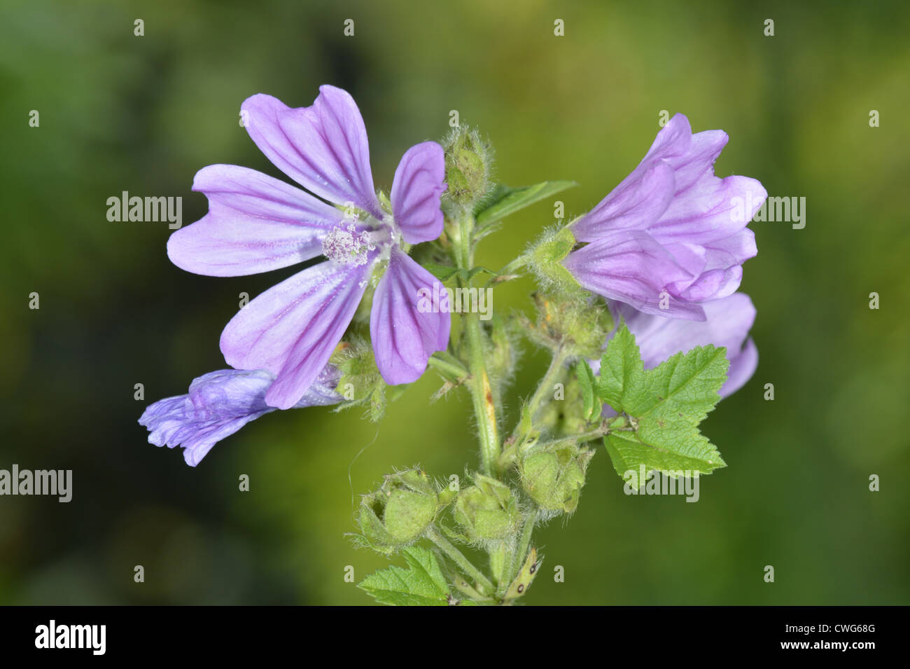 COMMON MALLOW Malva sylvestris (Malvaceae) Stock Photo