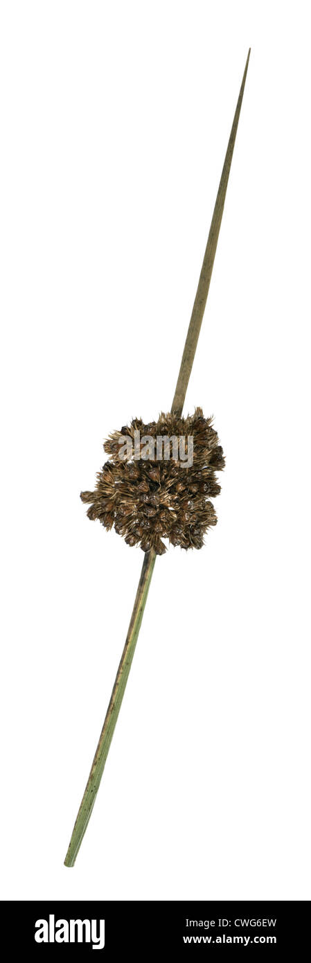 COMPACT RUSH Juncus conglomeratus (Juncaceae) Stock Photo