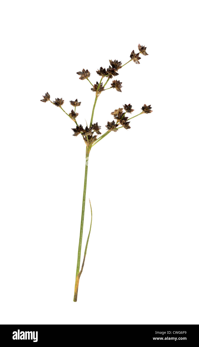 JOINTED RUSH Juncus articulatus (Juncaceae) Stock Photo