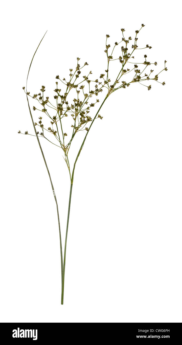 Sharp-flowered Rush Juncus acutiflorus Stock Photo