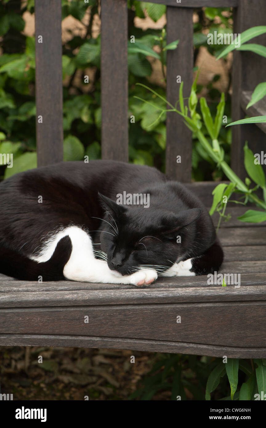 Black and white cat curled up on a wooden garden bench Stock Photo - Alamy