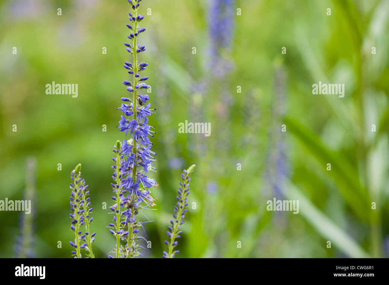 Veronica spicata, Spiked Speedwell Stock Photo