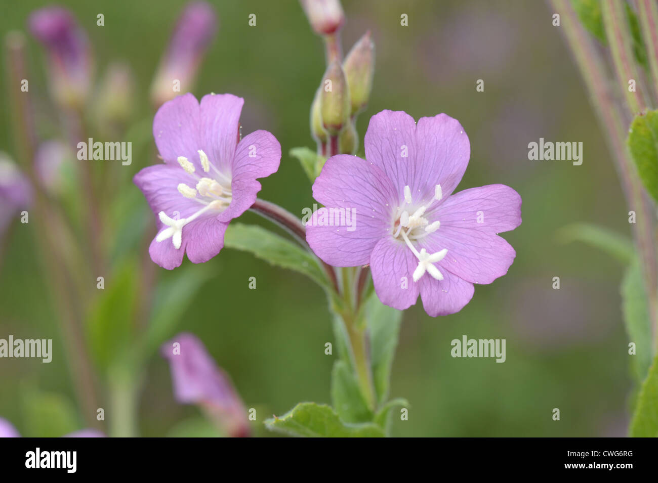 GREAT WILLOWHERB Epilobium hirsutum (Onograceae) Stock Photo