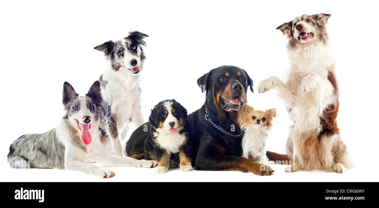 portrait of a group of dogs in front of white background Stock Photo ...