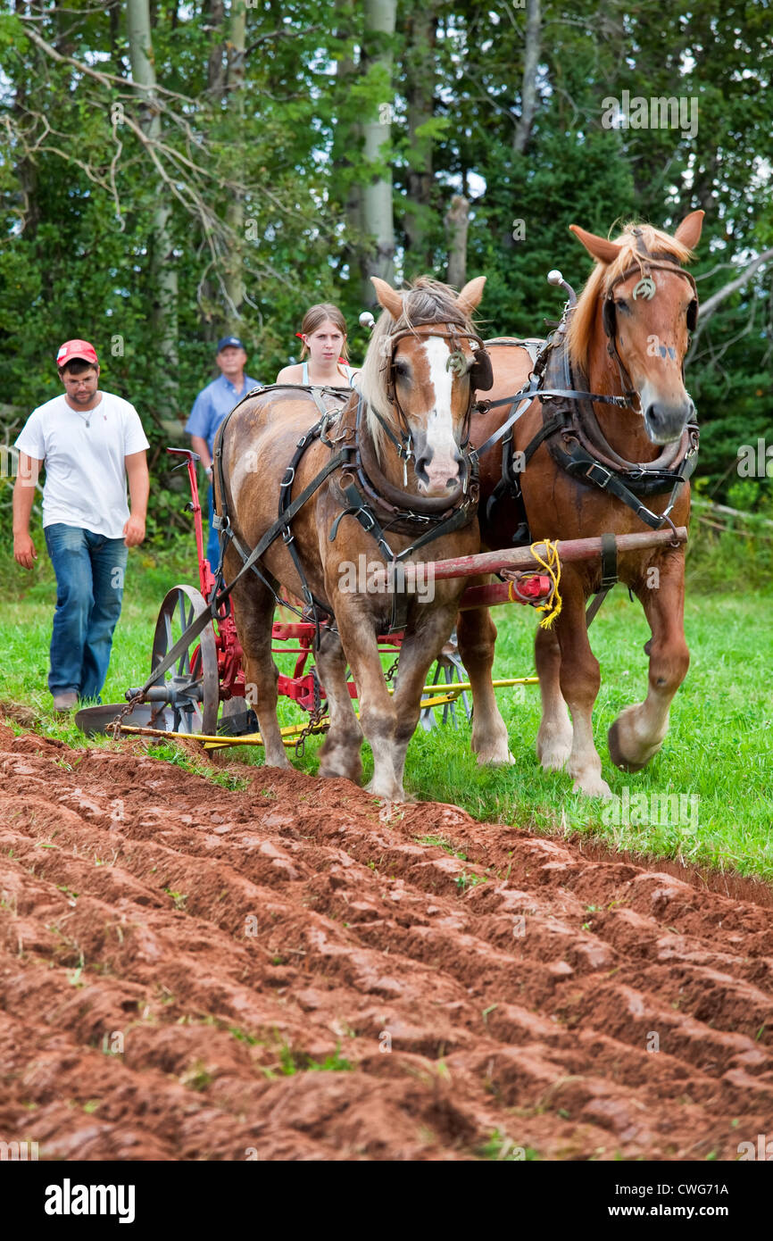 Belgian draft horse plowing field hi-res stock photography and images ...
