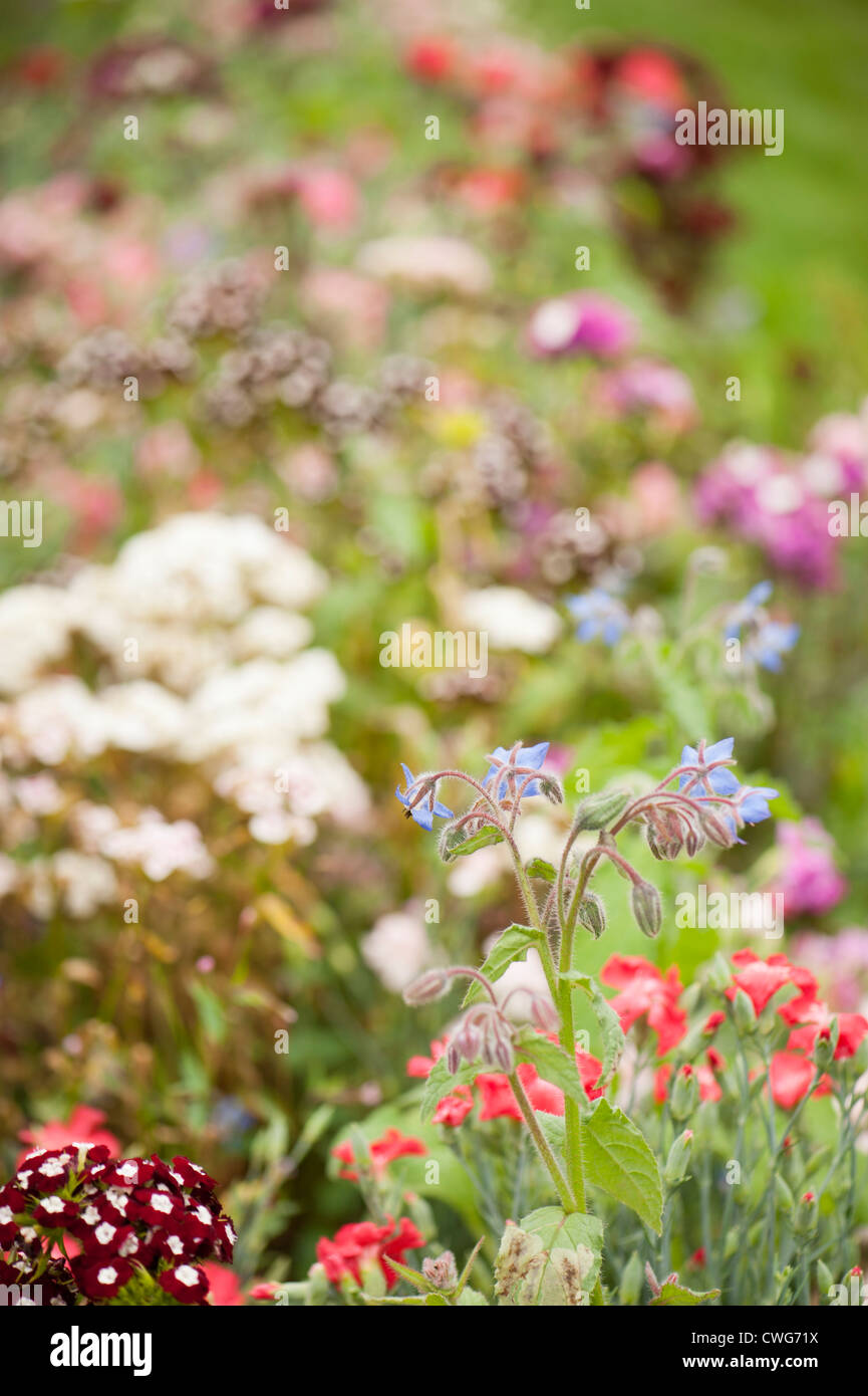 Borage, Borago officinalis and Sweet Williams, Dianthus Barbatus, in a mixed border in summer Stock Photo