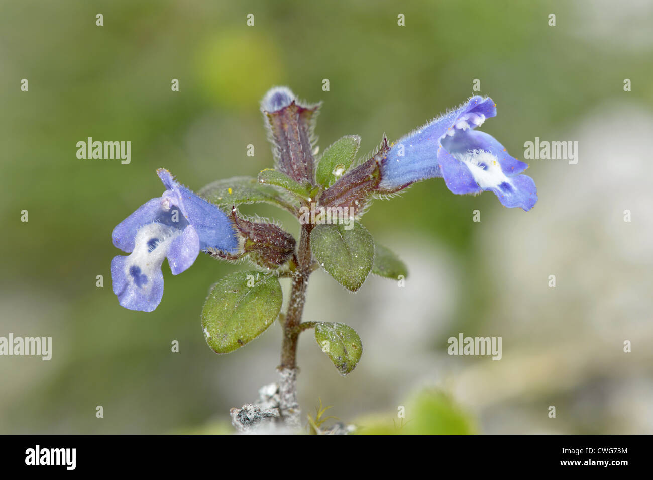 BASIL-THYME Clinopodium acinos (Lamiaceae) Stock Photo