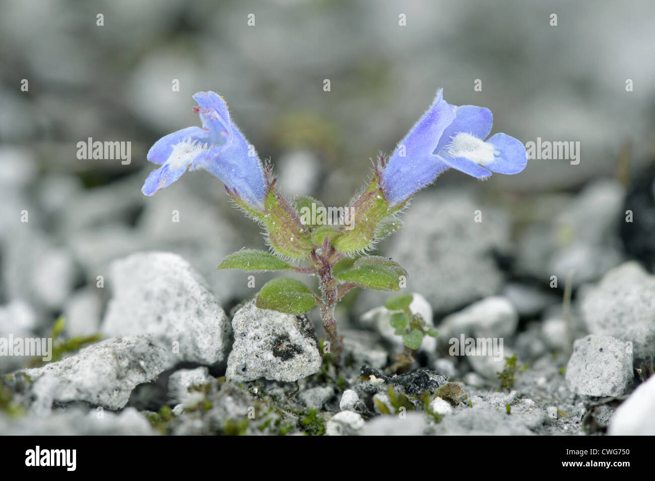 BASIL-THYME Clinopodium acinos (Lamiaceae) Stock Photo