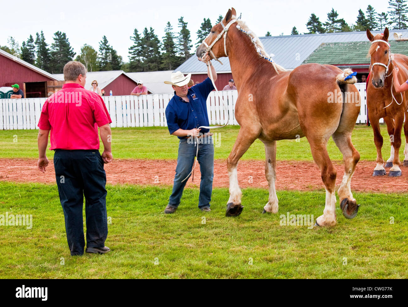 Draft horse hires stock photography and images Alamy