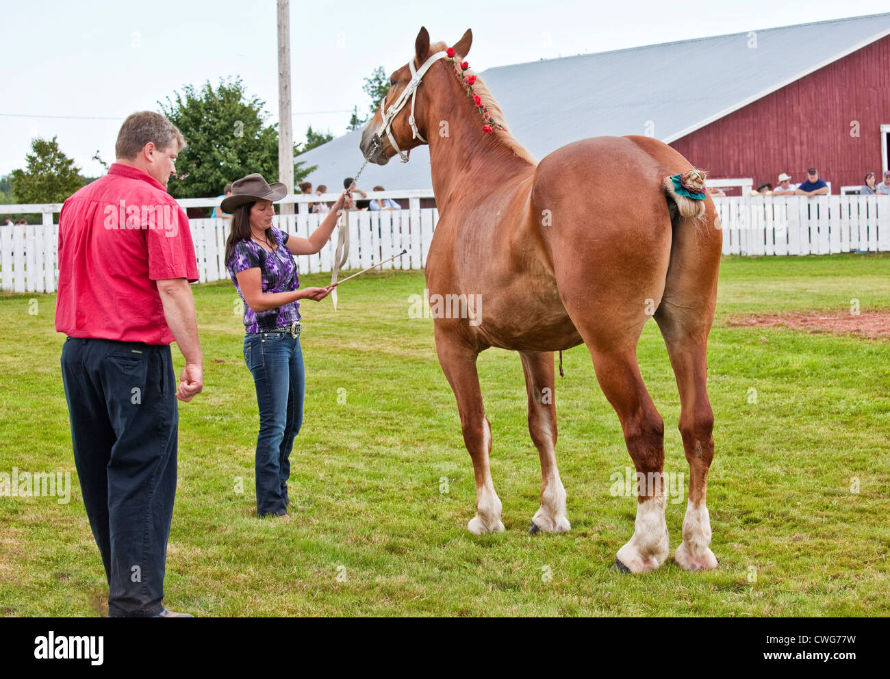 Draft horse show at the Provincial Plowing Match and Parade ...