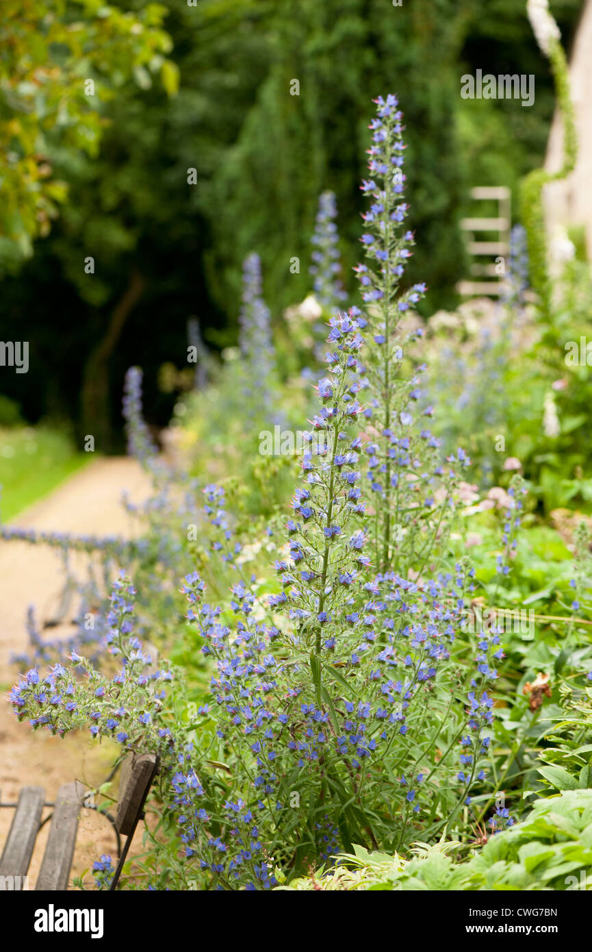 Echium vulgare, Viper's Bugloss or Blueweed Stock Photo