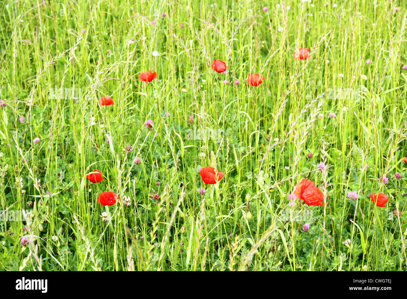A wild meadow background with poppy flowers Stock Photo - Alamy