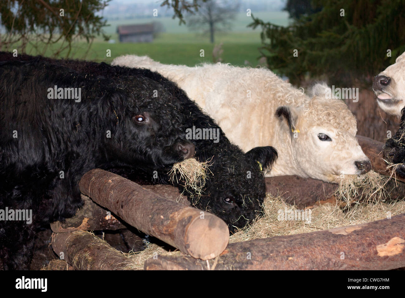 Galloway, Rinder, Fütterung, Schwarz und Weiß, Cattle, black and white Stock Photo