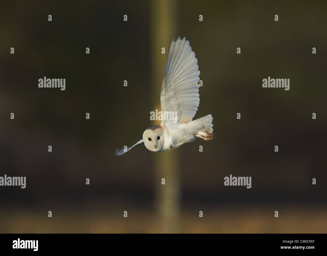 Barn Owl in flight Stock Photo - Alamy