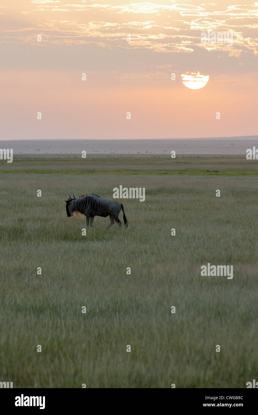 Wildebeest on the Plains of Amboseli at Dawn Stock Photo