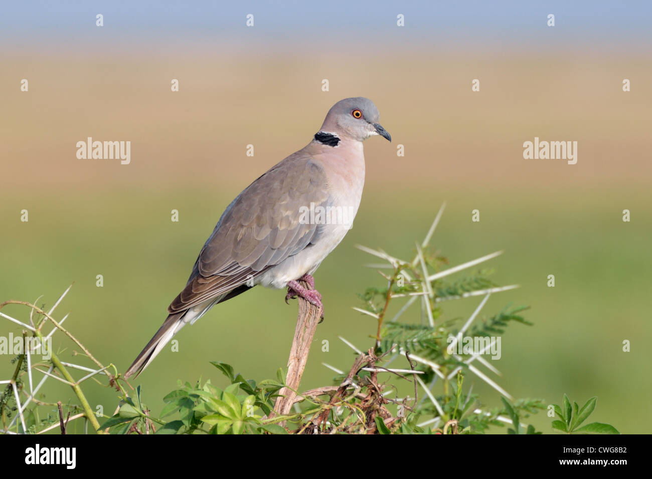 Red-eyed Dove Stock Photo