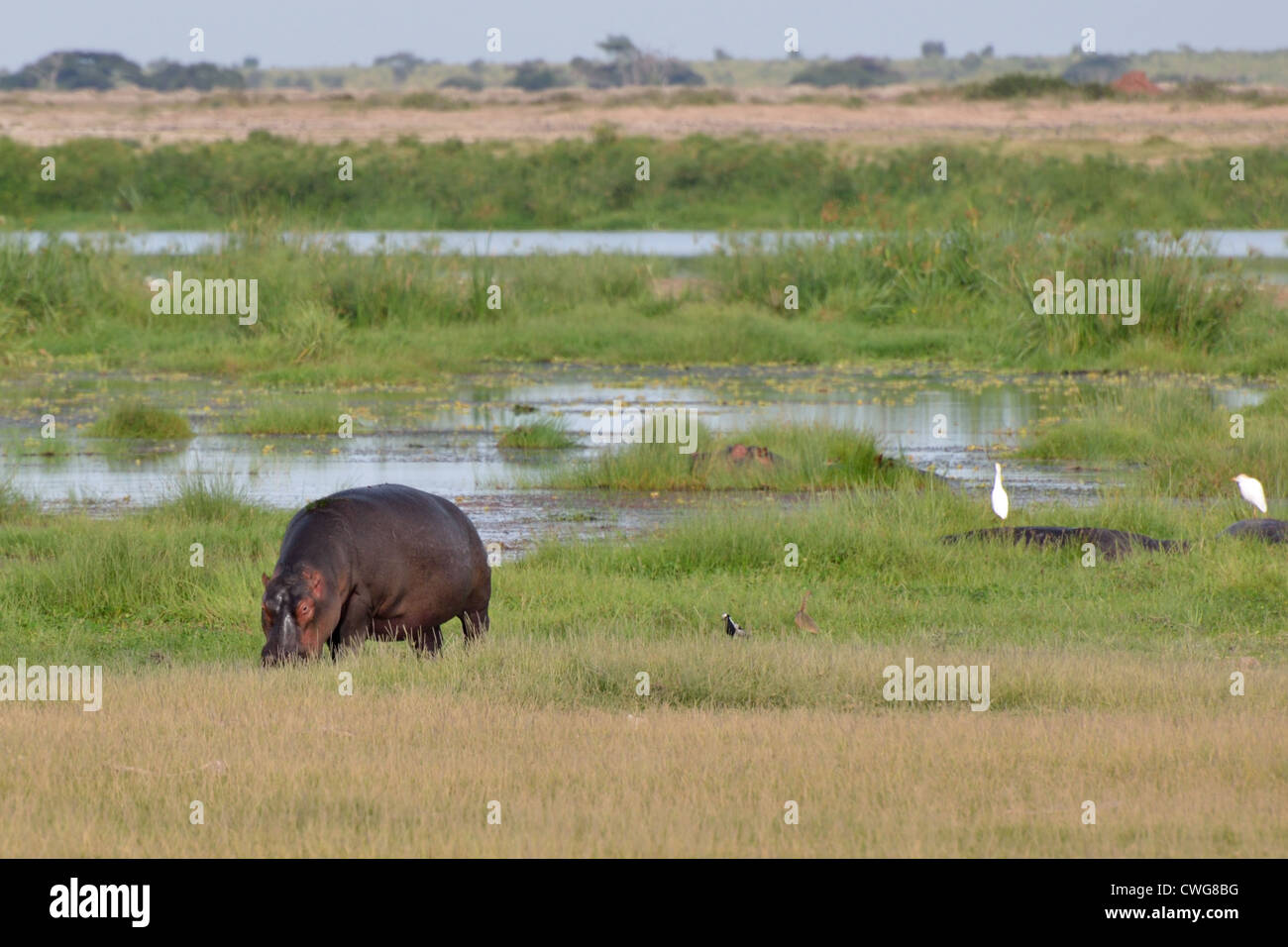 Hippopotamus Feeding at Enkongu Narok Swamp Stock Photo