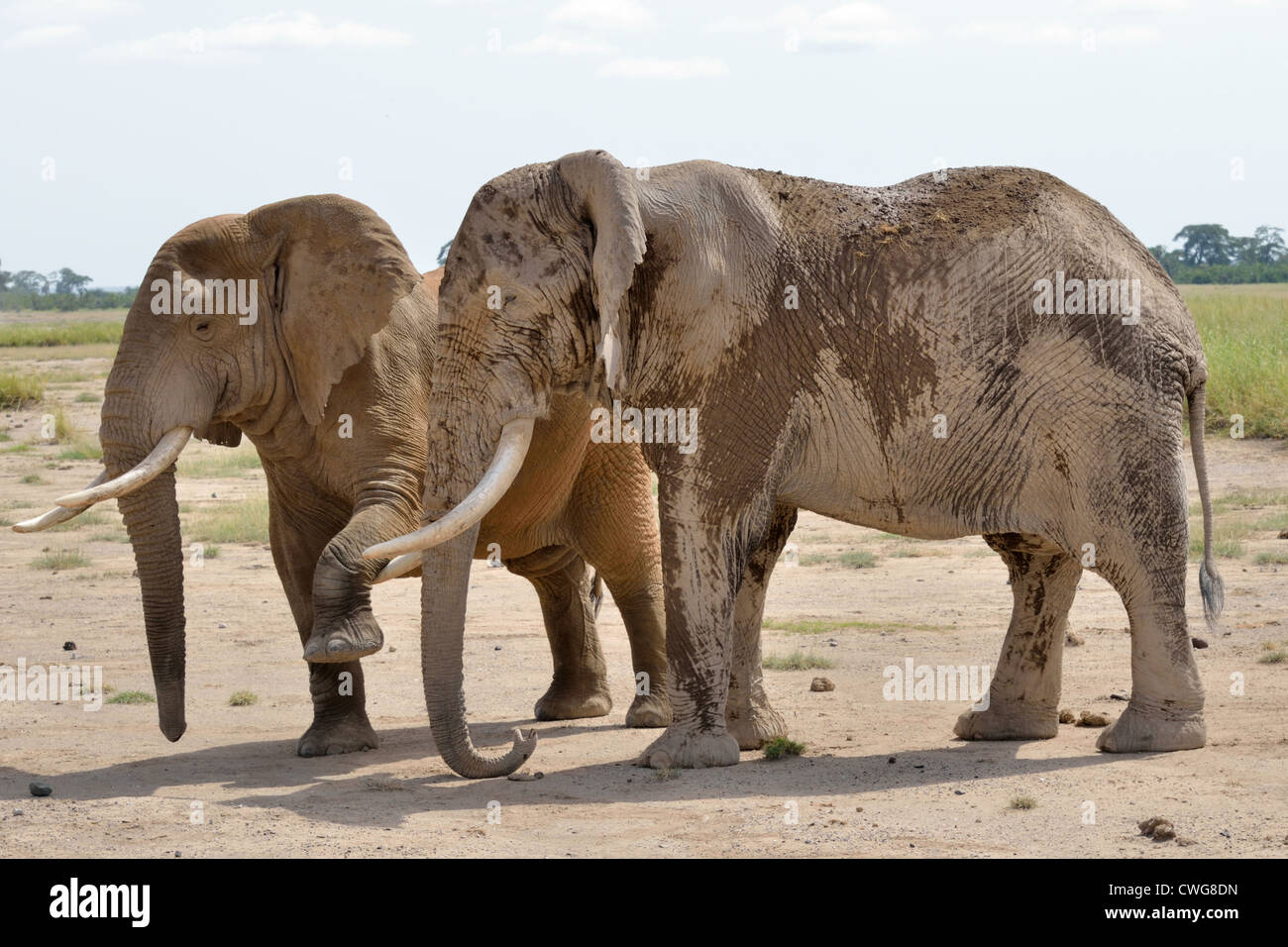Male Elephants at Play Stock Photo Alamy