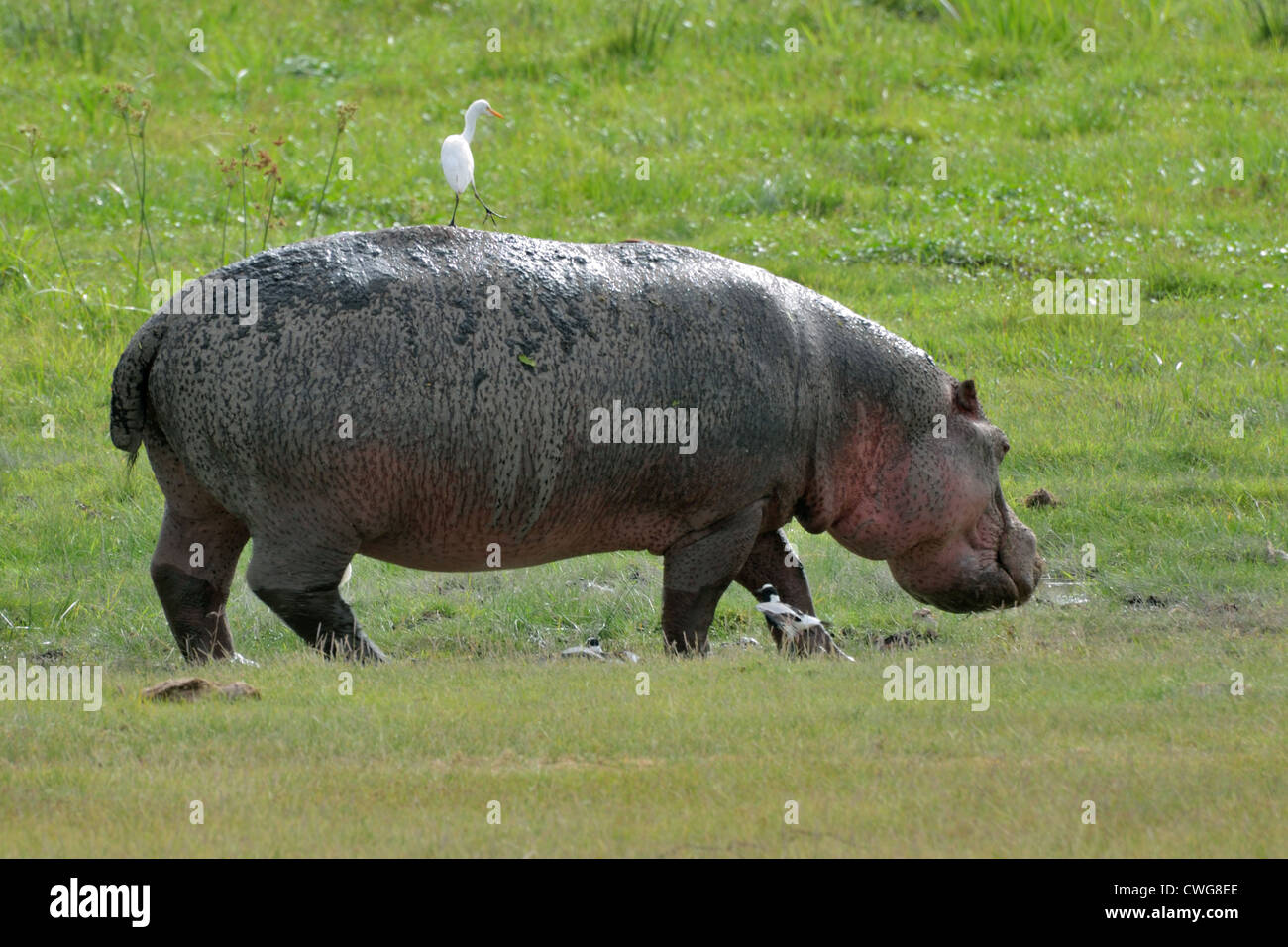 Hippopotamus Grazing plus Cattle Egret Stock Photo