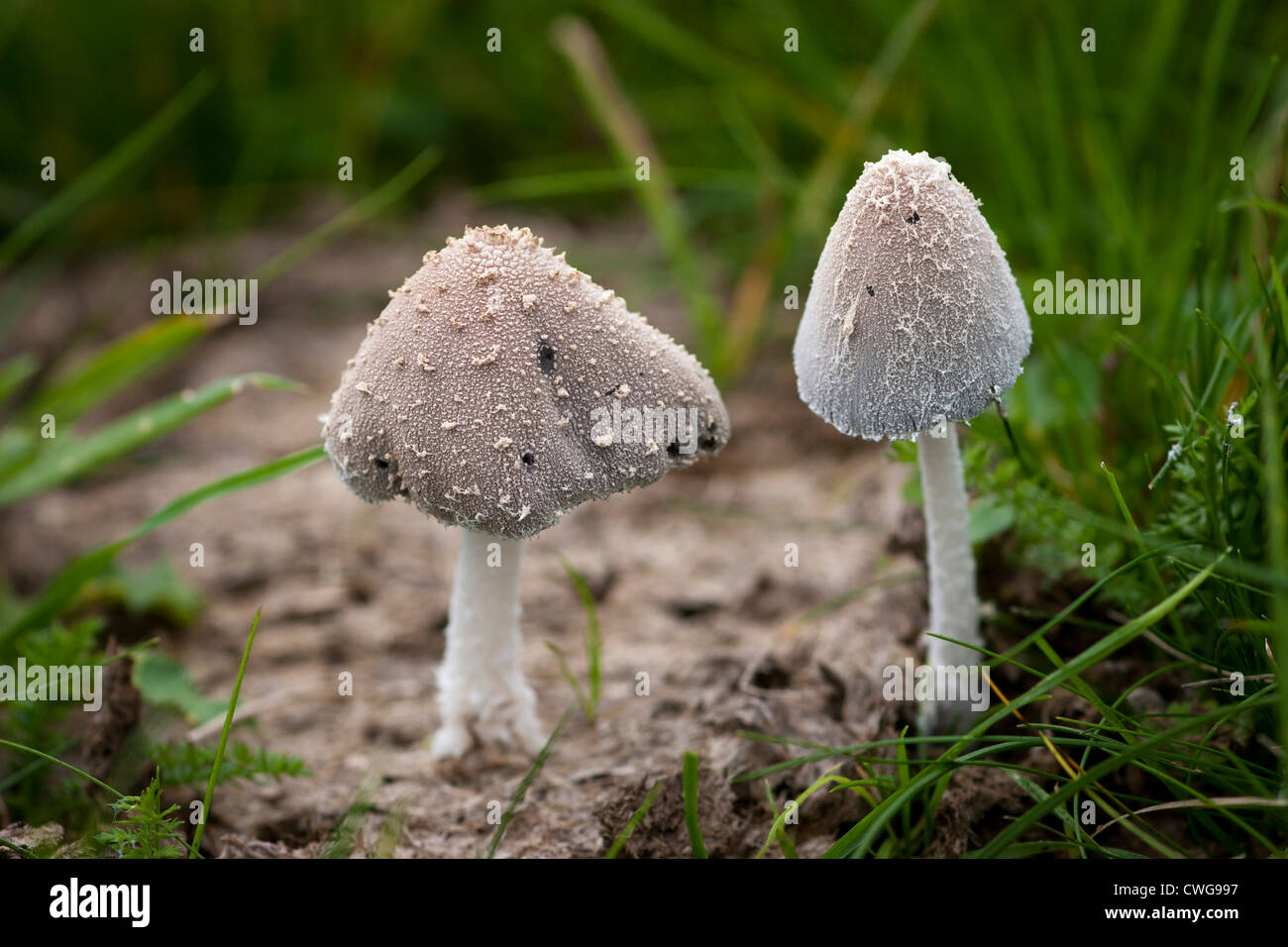 Coprinus species, probably Coprinus Narcoticus, growing on cow dung. Stock Photo