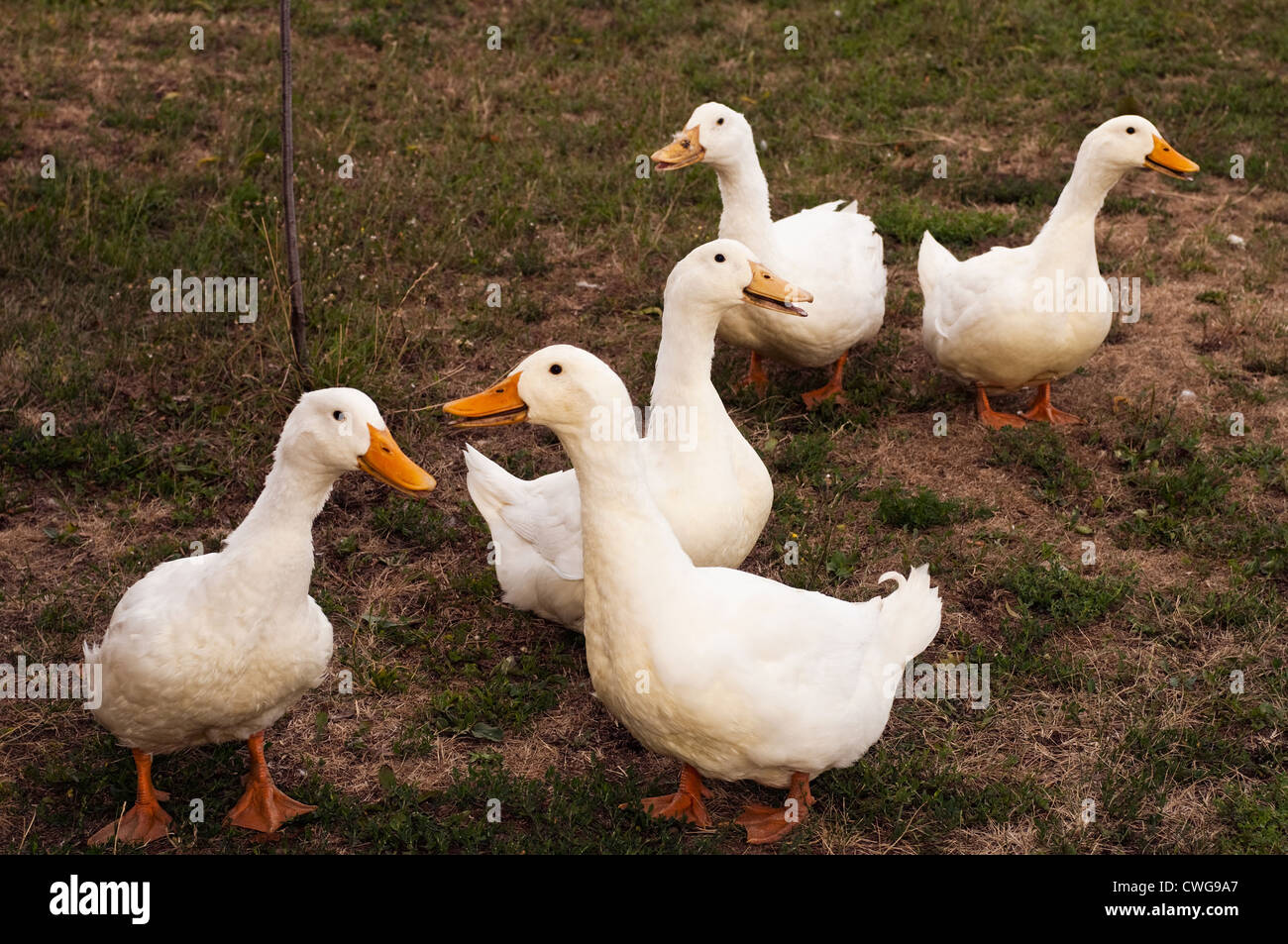 five white duck walking on the grass Stock Photo Alamy