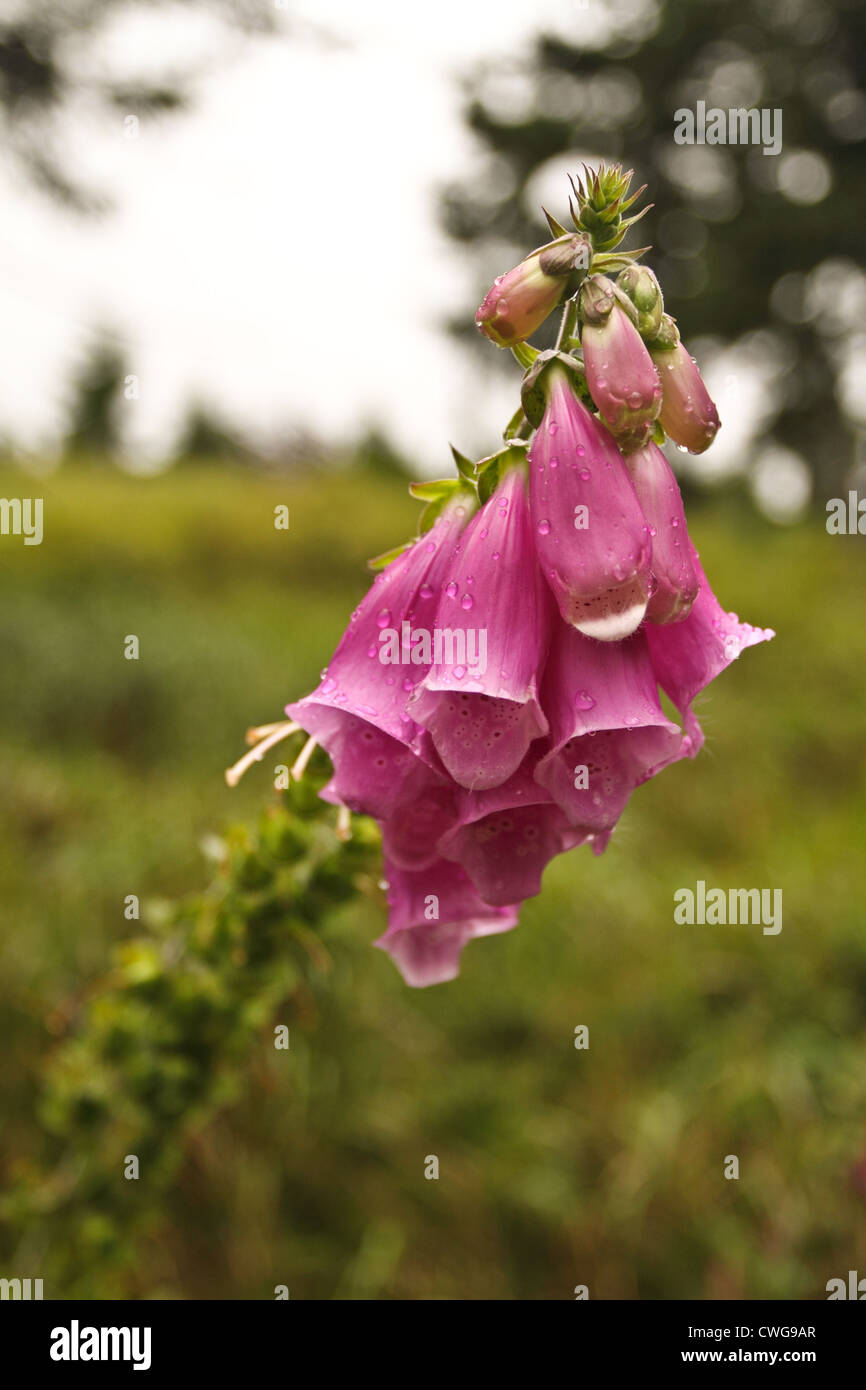 Digitale pourpre  Digitalis purpurea L. Stock Photo