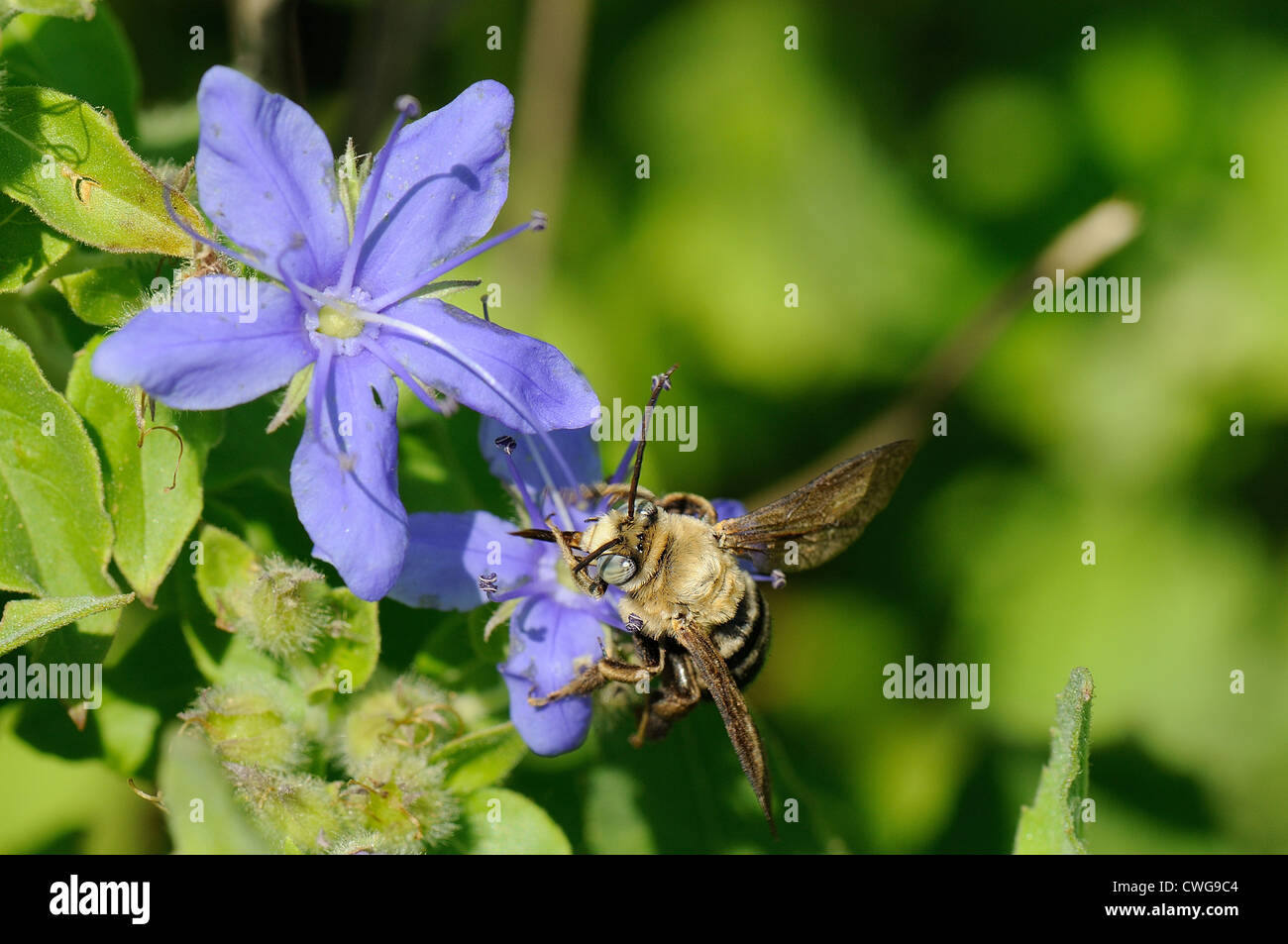 Blue Water Leaf and Bumblebee Stock Photo