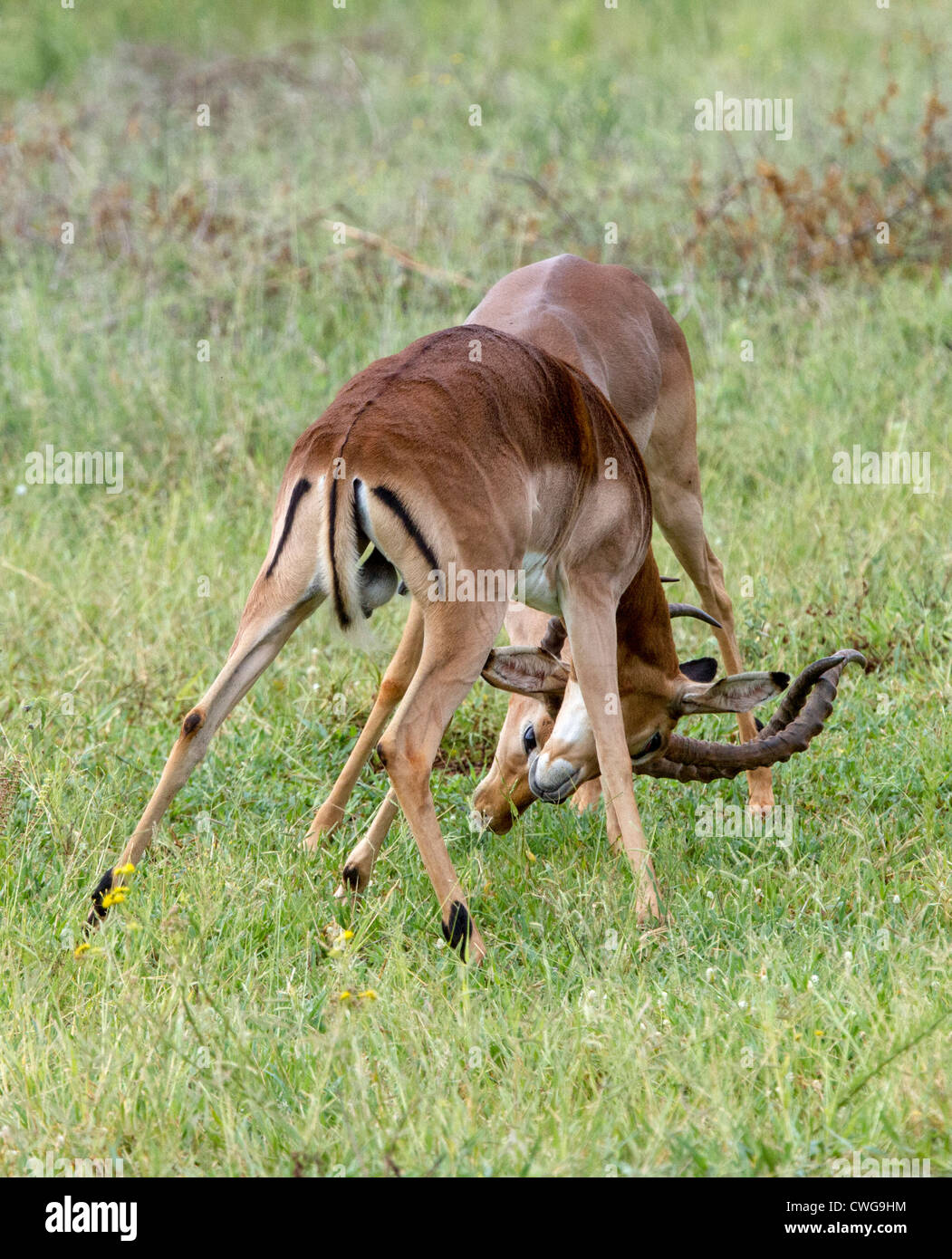 Impala locking horns hi-res stock photography and images - Alamy