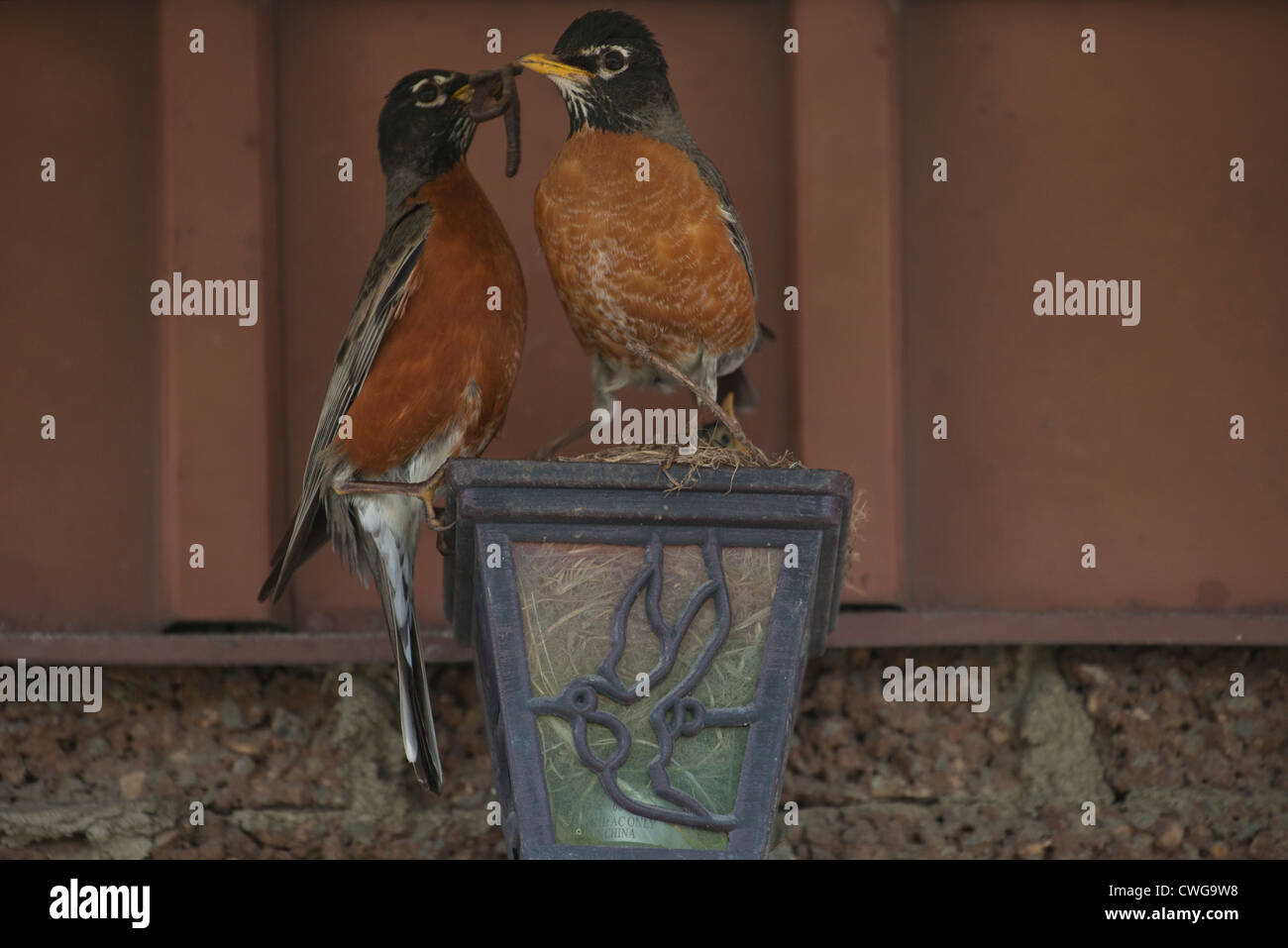 A pair of robins bring in food (worm) for their fledglings in a nest build in a light bulb fixture outside a wall of a house. Stock Photo