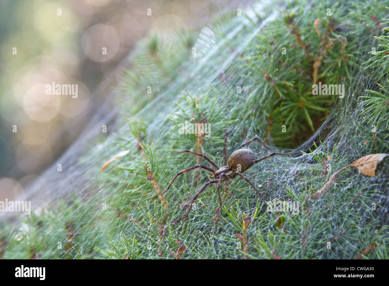 A funnel spider emerging from its funnel shaped web on an evergreen shrub Stock Photo